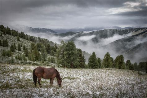 Download Fog Nature Mountain Landscape Animal Horse Hd Wallpaper