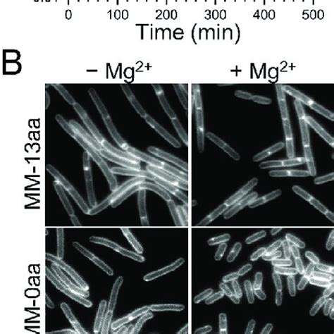 Cell Length Of B Subtilis Following Growth In Minimal Medium Mm Wt