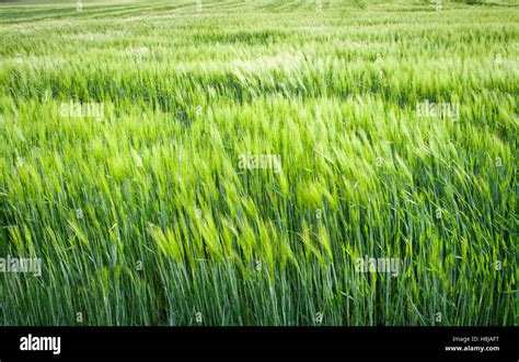 Green Filed Crops Stock Photo Alamy