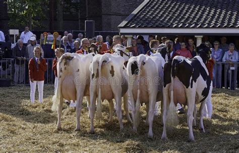 Dairy Cow Show Contest Winners Editorial Photo - Image of prized ...