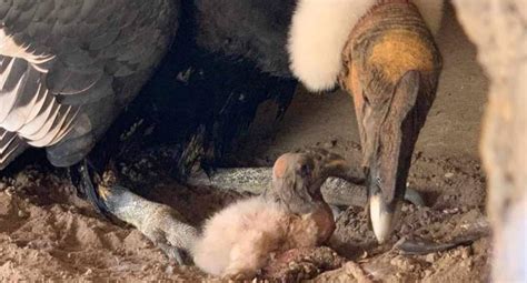 Nace polluelo de cóndor en el Aviario Nacional Colombia