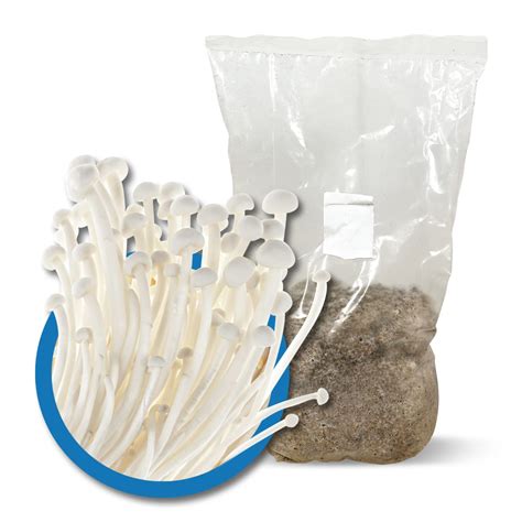 Mushroom Spawn Bag 1.7kg - Enoki (Flammulina velutipes) - made to order - Aussie Mushroom Supplies