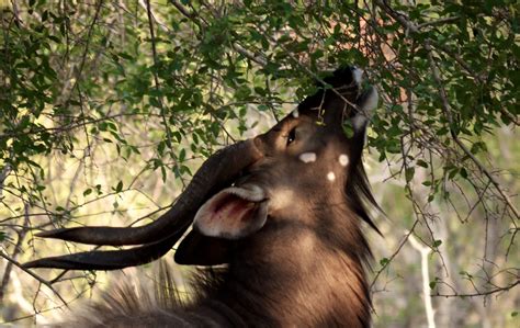 Kruger National Park South Africa Michael Mazengarb Flickr