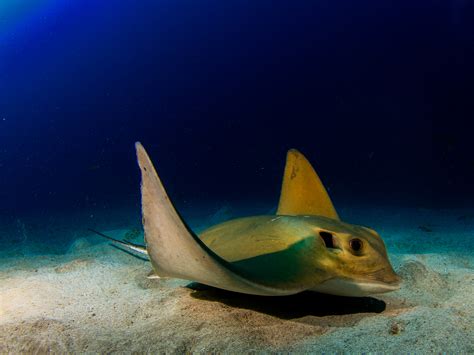 el bufadero diving  tenerife