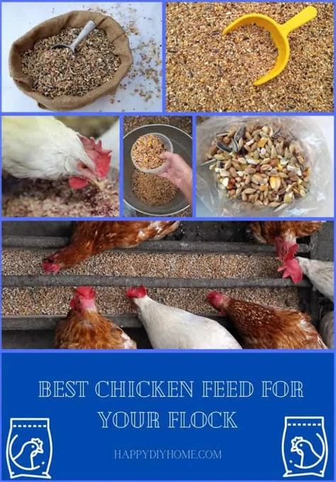 Best Chicken Feed For Your Flock Happy DIY Home