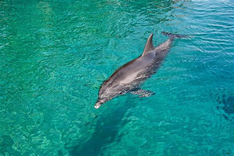 Bottlenose Dolphin Swims In The Green Sea Ocean Water Wild Photo