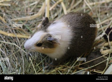 Guinea pig - Cavia porcellus Stock Photo - Alamy