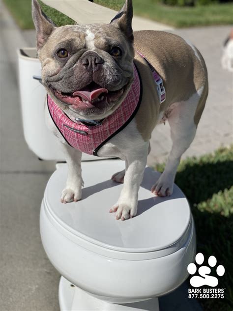 Toilet Training Tips - Home Dog Training Fort Myers