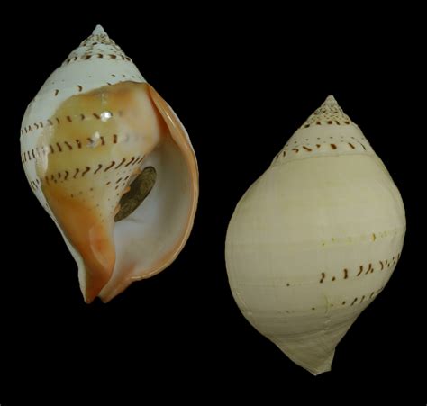 Turbinella pyrum comorinensis - Giant! 225mm! - Malacology-Asia.com
