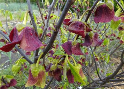 Pawpaw Asimina Triloba Prolific Od 750 Kč Heurekacz