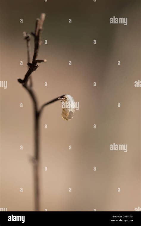 Insect Fly Cocoon Found In Nature Macro Of Hatched Bug Blurred