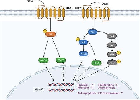 The Ccl2‐ccr2 Axis And Transduction Pathway Ccr2 Is A Typical