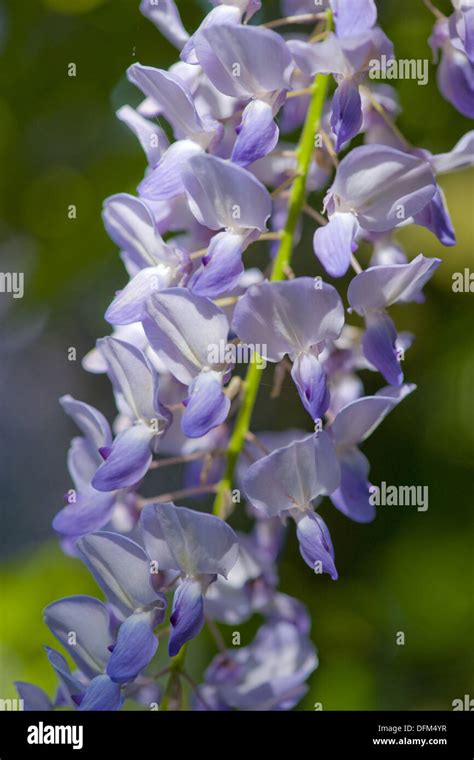 Chinesische Glyzinien Fotos Und Bildmaterial In Hoher Aufl Sung Alamy