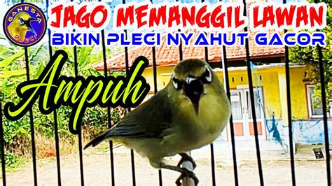 Burung Pleci Gacor Jagonya Memanggil Lawan Ampuh Memancing Pleci Cepat