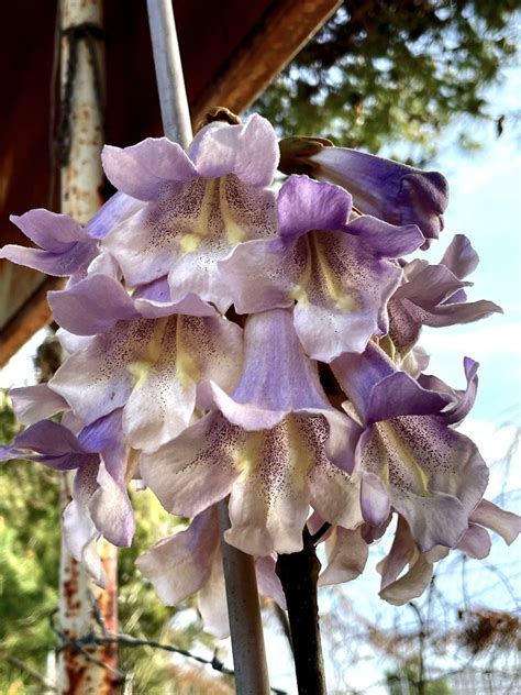 Flor De La Paulownia Tomentosa Fj Caballer Flickr