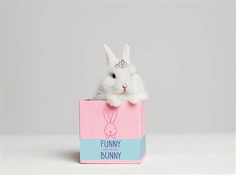 funny bunny  behance