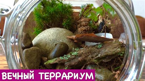Ольга Матвей | VLOG: КАК СДЕЛАТЬ ВЕЧНЫЙ ТЕРРАРИУМ! | Маленький Мир в ...