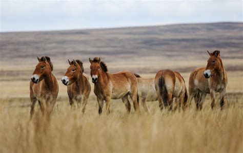 Horse Breed: Przewalski's Horse