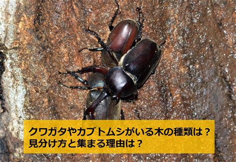 クワガタやカブトムシがいる木の種類は？見分け方と集まる理由は？ 生物モラトリアム