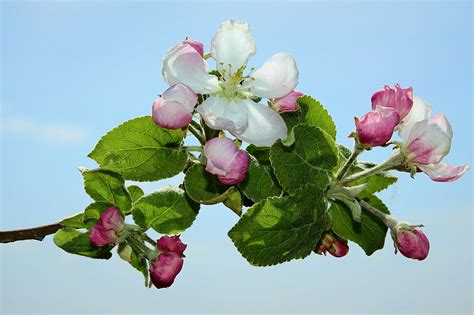 Sprig Flowers Cereal Free Photo On Pixabay Pixabay