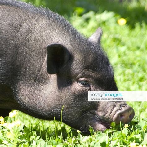 Hausschwein Haus Schwein Sus Scrofa F Domestica Ferkel Auf Einer