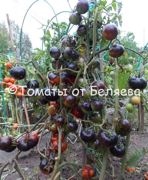 Томат Королева ночи • Описание, ОТЗЫВЫ(7), фото, семена, купить | Томат32