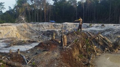 Tambang Emas Ilegal Di Kapuas Hulu Rusak Lingkungan Aparat Lakukan