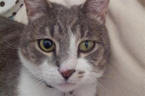 Anisocoria in Cats - Symptoms, Causes, Treatments and Diagnosis