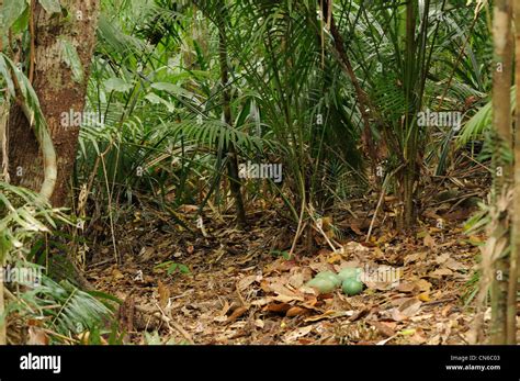 Southern Cassowary Casuarius Casuarius Nest With Four Eggs Photographed