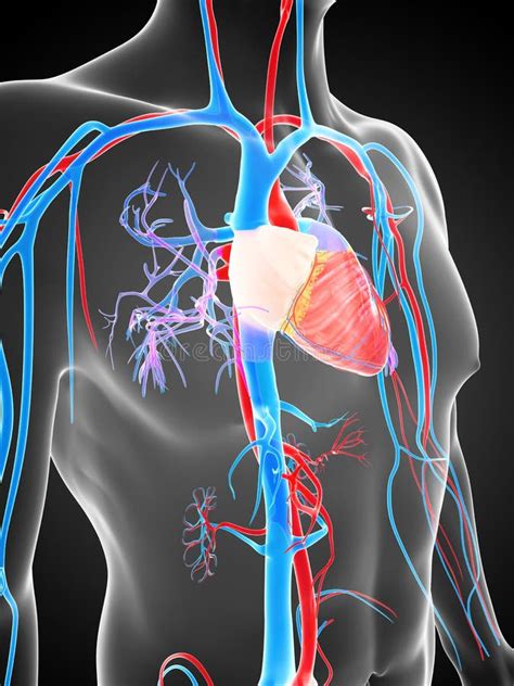 Human Vascular System Stock Illustration Illustration Of Trunk