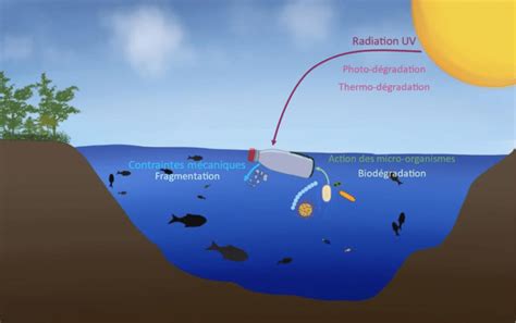 Phénomènes Impliqués Dans La Dégradation Des Déchets Plastiques Dans