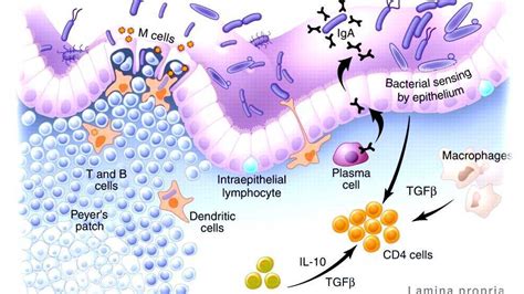 Gut Associated Lymphoid Tissue