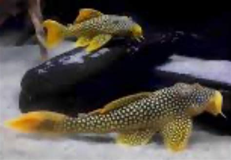 L014 Sunshine Pleco Scobiancistrus Aureautus 15 2 Danbury Aquarium