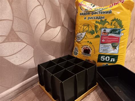 Какие семена сеять в феврале на рассаду