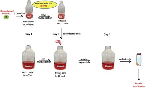 Overview Of Mammalian Protein Expression In Infected Cells Schematic Download Scientific