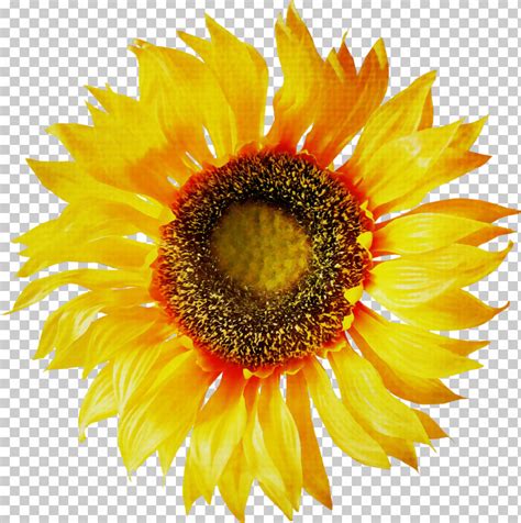 Vase With Twelve Sunflowers Sunflowers Fine Arts Vincent Van Gogh Png