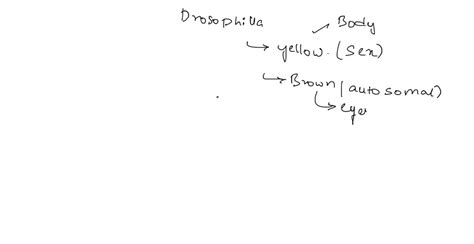 SOLVED In Drosophila Yellow Body Color Is Caused By A Sex Linked Recessive Allele And Brown