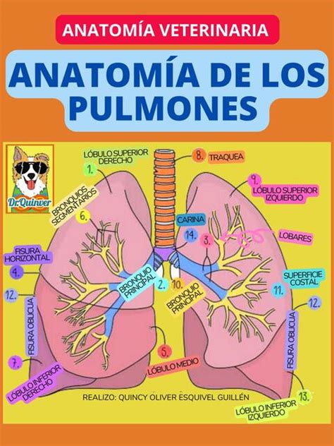 Anatom A De Los Pulmones Dr Quinver Udocz