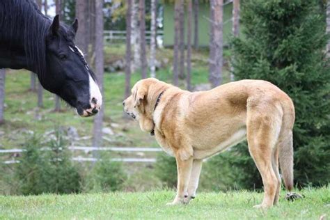 Spanish Mastiff - Dog Breed Standards