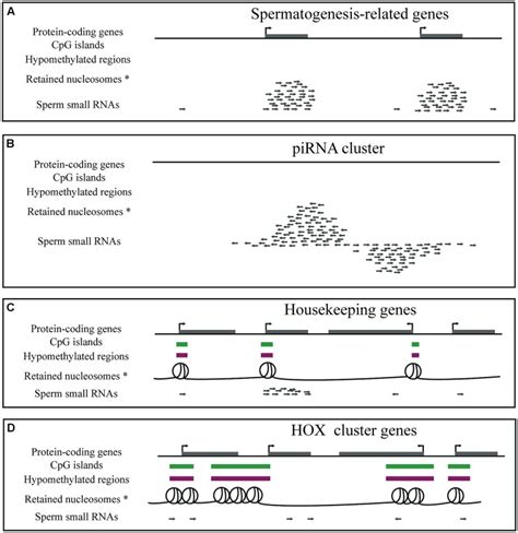 Diagrammatic Representation Of Genes CpG Islands DNA Methylation