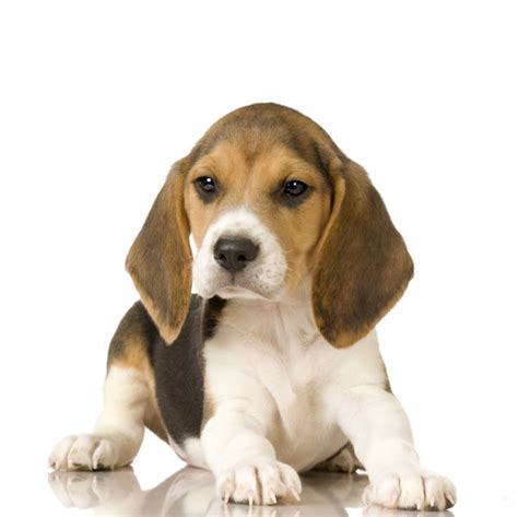 Dog Cute Dog: Beagle Puppy Care