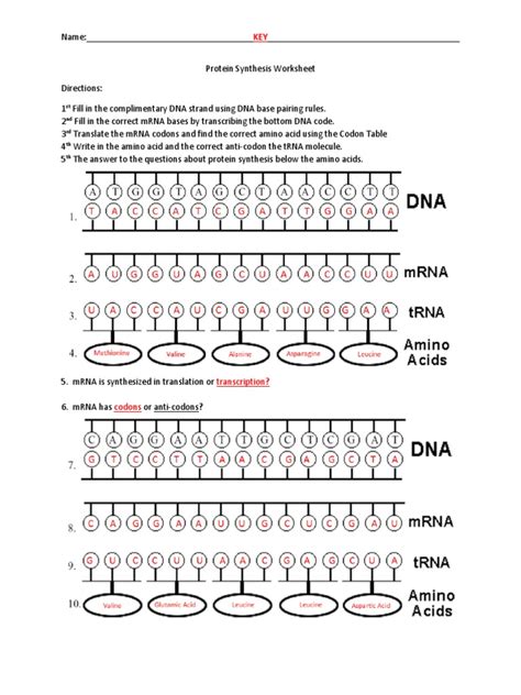 Decoding The Blueprint A Guide To Protein Synthesis Through Transcription And Translation Pdf