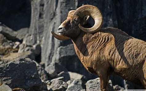 Bighorn Sheep Ultra Background For U TV UltraWide Laptop Tablet