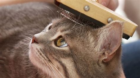 Caída de pelo en gatos causas y tratamientos Purina