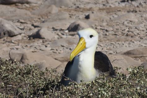 Albatross Galapagos Tour Southern Crossings