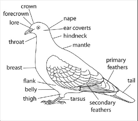 Columba Livia Anatomy