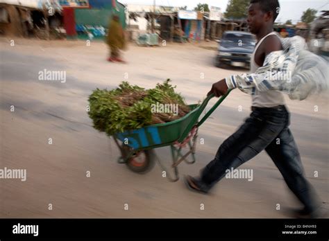 Khat Is Transported In Berbera Somaliland Northern Somalia Stock