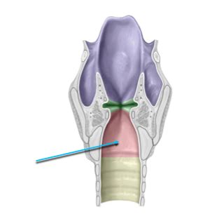 Anatomy And Physiology Of Phonation Flashcards Quizlet