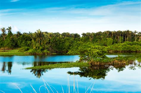 Análise de redação A importância de proteger a Floresta Amazônica