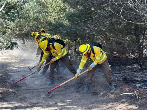 Brigada Forestal De La Armada Apoya Trabajos De Conaf En Provincia De